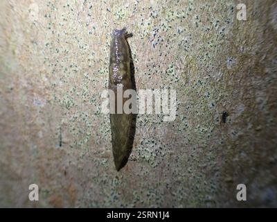 Baumschnecke (Lehmannia marginata), Mollusca, Aberdour, Vereinigtes Königreich Stockfoto