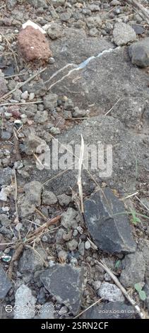 Indische Grasmantis (Schizocephala bicornis), Insecta, Ahmednagar, Maharashtra, Indien Stockfoto
