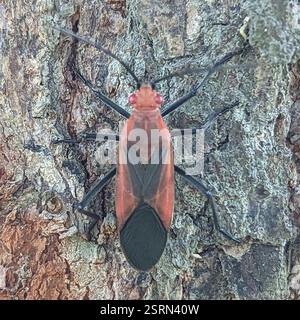 (Leptocoris vicinus), Insecta, 637台灣雲林縣崙背鄉東興國小 Stockfoto