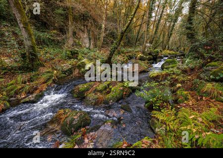 Blick auf einen Barbantino-Fluss durch den Wald am 29. November 2020 in Galicien, Spanien. Stockfoto