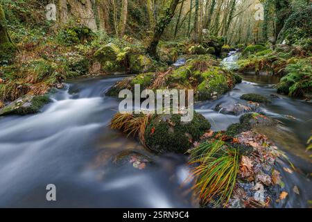 Blick auf einen Barbantino-Fluss durch den Wald am 29. November 2020 in Galicien, Spanien. Stockfoto