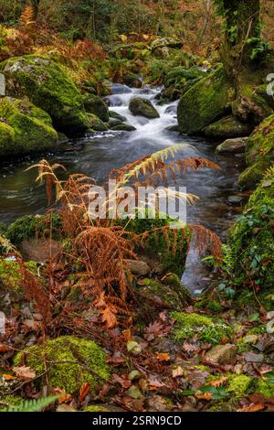 Blick auf einen Barbantino-Fluss durch den Wald am 29. November 2020 in Galicien, Spanien. Stockfoto