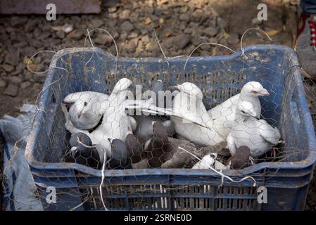 Tauben im Käfig für Verkauf, Tauben Markt, Pune, Maharashtra, Indien, Asien Stockfoto