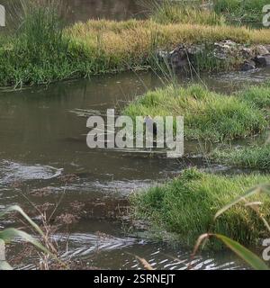 Südöstlicher Australasischer Sumpf (Porphyrio melanotus melanotus), Aves, Buckley Falls Park, Fyansford VIC 3218, Australien, gesehen am Barwon River, direkt flussaufwärts von den Buckley Falls. Stockfoto