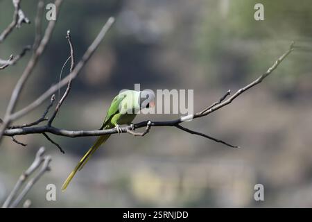 Slaty vorangegangen Sittich Vogel auf Baum, Uttarakhand, Indien, Asien Stockfoto