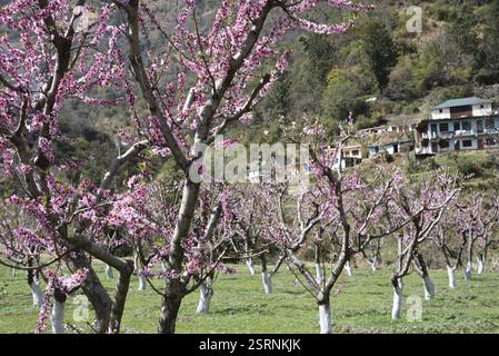 Pfirsichbaum, kasauli, himachal pradesh, Indien, Asien Stockfoto