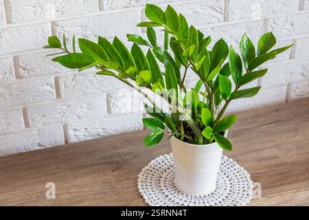 Zamioculcas zamiifolia Pflanze in weißem Blumentopf auf dem Holztisch vor der weißen Ziegelwand. Wohnkultur eines modernen Apartments Stockfoto