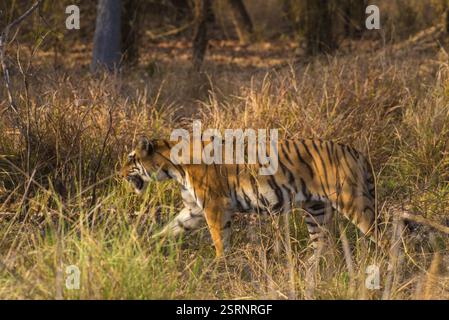 Royal Bengal Tiger, Tadoba Wildlife Sanctuary, Maharashtra, Indien, Asien Stockfoto