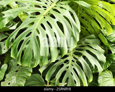 Üppig grüne Monstera deliciosa Blätter in einem tropischen Garten Stockfoto