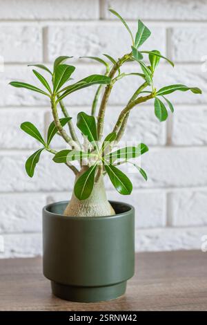Adenium adibesum Pflanze (Wüstenrose, Impala Lily, Mock Azalea), die aussieht wie ein Miniatur-Baobab im grünen Topf Stockfoto