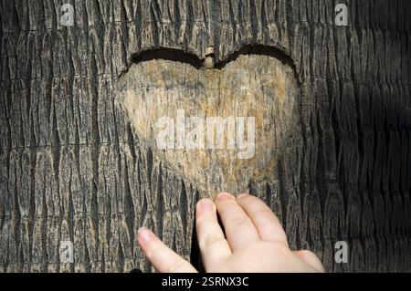 Herz carved in Baumstamm Stockfoto