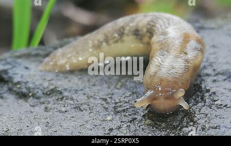 Baumschnecke (Lehmannia marginata), Mollusca, 06463 Falkenstein, Deutschland Stockfoto