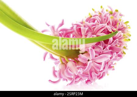 Hyazinthe mit Boden- und Wurzelsystem isoliert auf weißem Hintergrund Stockfoto