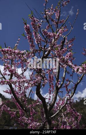 Pfirsichbaum, kasauli, himachal pradesh, Indien, Asien Stockfoto