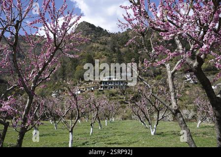 Pfirsichbaum, kasauli, himachal pradesh, Indien, Asien Stockfoto