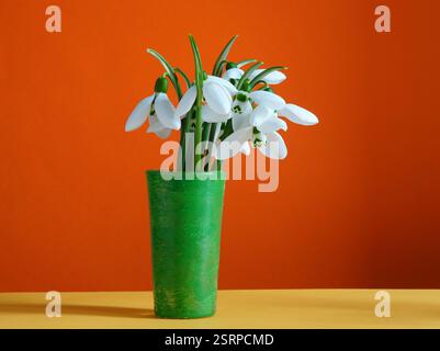 Schöne zarte weiße Schneeglöckchen Blumen in kleiner grüner Glasvase auf orangem Hintergrund. Blumendekoration, farbenfrohes Design mit Kopierraum. Stockfoto