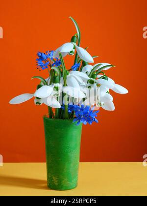 Weiße Schneeglöckchen und blaue Schnitzel Frühlingsblumen in kleiner grüner Vase auf orangem Hintergrund. Farbenfrohes Design mit natürlichen Blumen. Stockfoto
