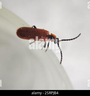 Cosnard's Net-Winged Beetle (Erotides cosnardi), Insecta, Kosanin dol, Pancharevo, Bulgarien Stockfoto
