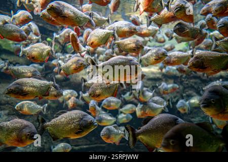 Rotbauchpiranha-Fische (Pygocentrus Nattereri) schwimmen im Flusswasser in Südamerika-Dschungel. Piranhas-Schar aus der Nähe. Stockfoto