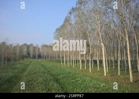 Grasbewachsener Pfad auf einem Damm, der von überfluteten Hainen in der italienischen Landschaft begrenzt wird Stockfoto