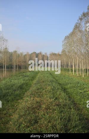 Grasbewachsener Pfad auf einem Damm, der von überfluteten Hainen in der italienischen Landschaft begrenzt wird Stockfoto