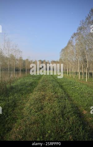Grasbewachsener Pfad auf einem Damm, der von überfluteten Hainen in der italienischen Landschaft begrenzt wird Stockfoto