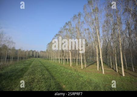 Grasbewachsener Pfad auf einem Damm, der von überfluteten Hainen in der italienischen Landschaft begrenzt wird Stockfoto