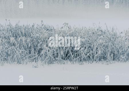 Gefrorenes Stroh am Slomma Lake, Toten, Norwegen, im Dezember. Stockfoto