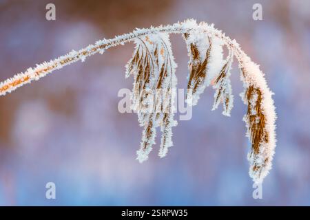 Gefrorenes Stroh am Slomma Lake, Toten, Norwegen, im Dezember. Stockfoto