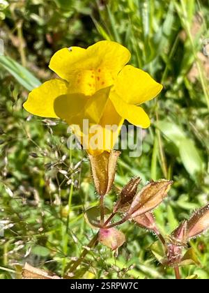 Siep Affenblume (Erythranthe guttata), Plantae, Fort Ord National Monument, Salinas, CA, USA, Siep Affenblumen wachsen in einem saisonal feuchten Graben entlang der Skyline (Fire) Rd Siep Affenblume (Erythranthe guttata) einheimische, mehrjährige, klebrige oder behaarte Pflanze, die in Sickern und anderen nassen Orten wächst. Sie ist häufiger als die wunderschöne Seep Monkeyflower (Erythranthe grandis) an der Küste. Die Blätter sind schräg, glänzend und eiförmig bis rund, mit einer kleinen Lappenbasis oder einer sezierten Basis. Die Blüten sind hellgelb mit roten Punkten an den unteren Lappen. Blasenartige Früchte. Blütezeit: Mai-Juni (später im höheren Elend Stockfoto