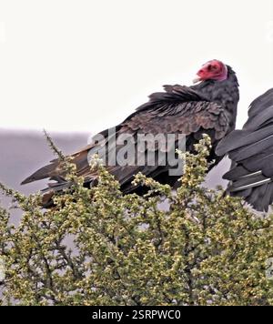 Putengeier (Cathartes aura), Aves, Curacó, La Pampa, Argentinien Stockfoto