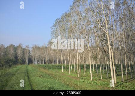Grasbewachsener Pfad auf einem Damm, der von überfluteten Hainen in der italienischen Landschaft begrenzt wird Stockfoto