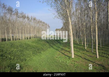 Grasbewachsener Pfad auf einem Damm, der von überfluteten Hainen in der italienischen Landschaft begrenzt wird Stockfoto