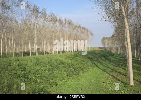 Grasbewachsener Pfad auf einem Damm, der von überfluteten Hainen in der italienischen Landschaft begrenzt wird Stockfoto