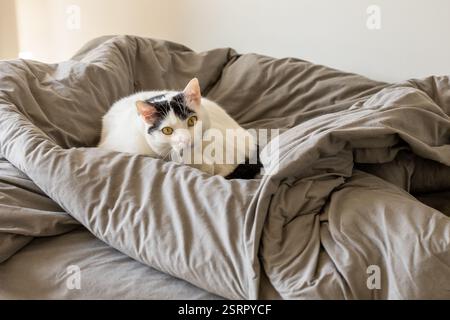 Schwarz-weiße Katze ohne Abstammung, die in grauen Laken auf dem Bett liegt. Konzept, Adoption eines Haustiers aus einem Tierheim und Anpassung zu Hause Stockfoto