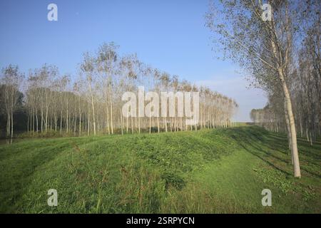 Grasbewachsener Pfad auf einem Damm, der von überfluteten Hainen in der italienischen Landschaft begrenzt wird Stockfoto