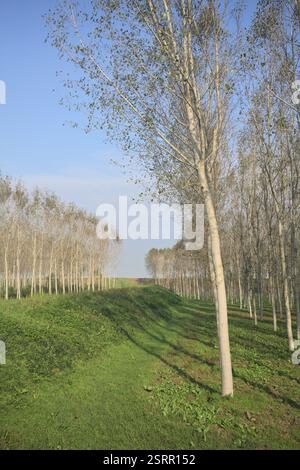 Grasbewachsener Pfad auf einem Damm, der von überfluteten Hainen in der italienischen Landschaft begrenzt wird Stockfoto