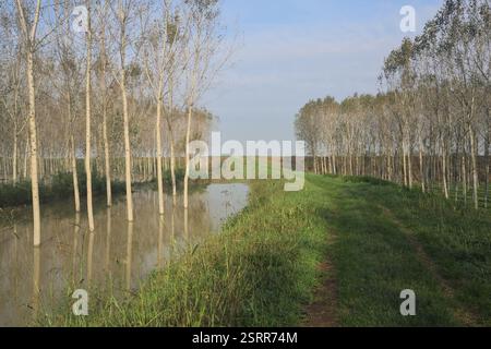 Grasbewachsener Pfad auf einem Damm, der von überfluteten Hainen in der italienischen Landschaft begrenzt wird Stockfoto