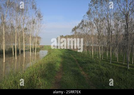 Grasbewachsener Pfad auf einem Damm, der von überfluteten Hainen in der italienischen Landschaft begrenzt wird Stockfoto