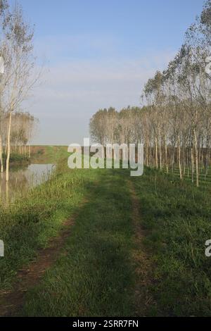 Grasbewachsener Pfad auf einem Damm, der von überfluteten Hainen in der italienischen Landschaft begrenzt wird Stockfoto