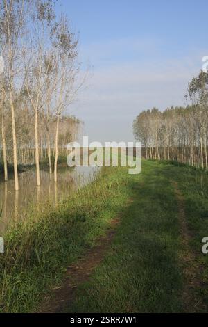 Grasbewachsener Pfad auf einem Damm, der von überfluteten Hainen in der italienischen Landschaft begrenzt wird Stockfoto