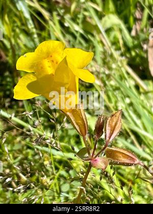 Siep Affenblume (Erythranthe guttata), Plantae, Fort Ord National Monument, Salinas, CA, USA, Siep Affenblumen wachsen in einem saisonal feuchten Graben entlang der Skyline (Fire) Rd Siep Affenblume (Erythranthe guttata) einheimische, mehrjährige, klebrige oder behaarte Pflanze, die in Sickern und anderen nassen Orten wächst. Sie ist häufiger als die wunderschöne Seep Monkeyflower (Erythranthe grandis) an der Küste. Die Blätter sind schräg, glänzend und eiförmig bis rund, mit einer kleinen Lappenbasis oder einer sezierten Basis. Die Blüten sind hellgelb mit roten Punkten an den unteren Lappen. Blasenartige Früchte. Blütezeit: Mai-Juni (später im höheren Elend Stockfoto