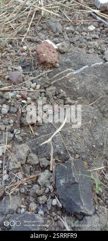 Indische Grasmantis (Schizocephala bicornis), Insecta, Ahmednagar, Maharashtra, Indien Stockfoto