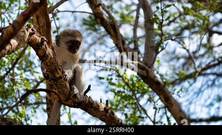 Ein neugieriger Affe sitzt auf einem Baumzweig in seinem natürlichen Lebensraum und beobachtet die Welt rund um den Tarangire-Nationalpark Tansania Afrika Stockfoto