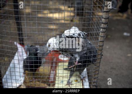 Tauben im Käfig, Tauben Markt, Pune, Maharashtra, Indien, Asien Stockfoto
