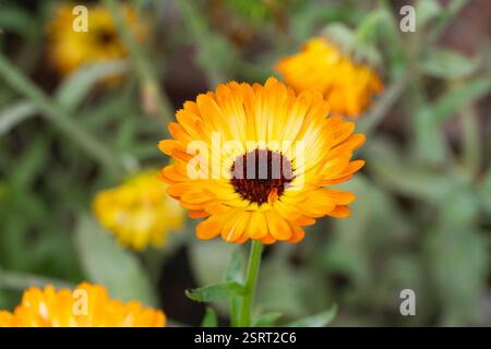 Calendula officinalis, die TopfRingelblume, Ringelblume, Ruddles, Mary's Gold oder Scotch Ringelblume mit gelb/orange Blüten, Hampshire, England Stockfoto