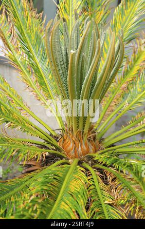 CYCAS revoluta Stockfoto