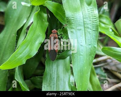 (Leptocoris vicinus), Insecta, 637台灣雲林縣崙背鄉東興國小 Stockfoto