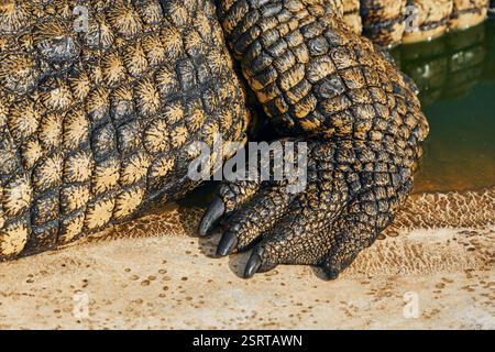 Nahansicht. Krokodile entspannten sich und ruhten auf dem Boden. Stockfoto