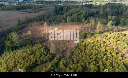 Aus der Vogelperspektive eines von dichtem Wald umgebenen Waldgebiets mit klarem Boden und verstreuten Baumstümpfen. Stockfoto